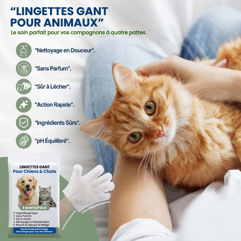 Gants Jetables de Soin | Pet Hygiene Shop