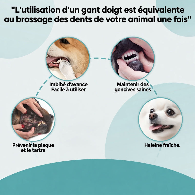 Lingettes Dentaires pour Chats & Chiens | Pet Hygiene Shop
